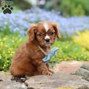 Mr. Bentley, Cavalier King Charles Spaniel Puppy